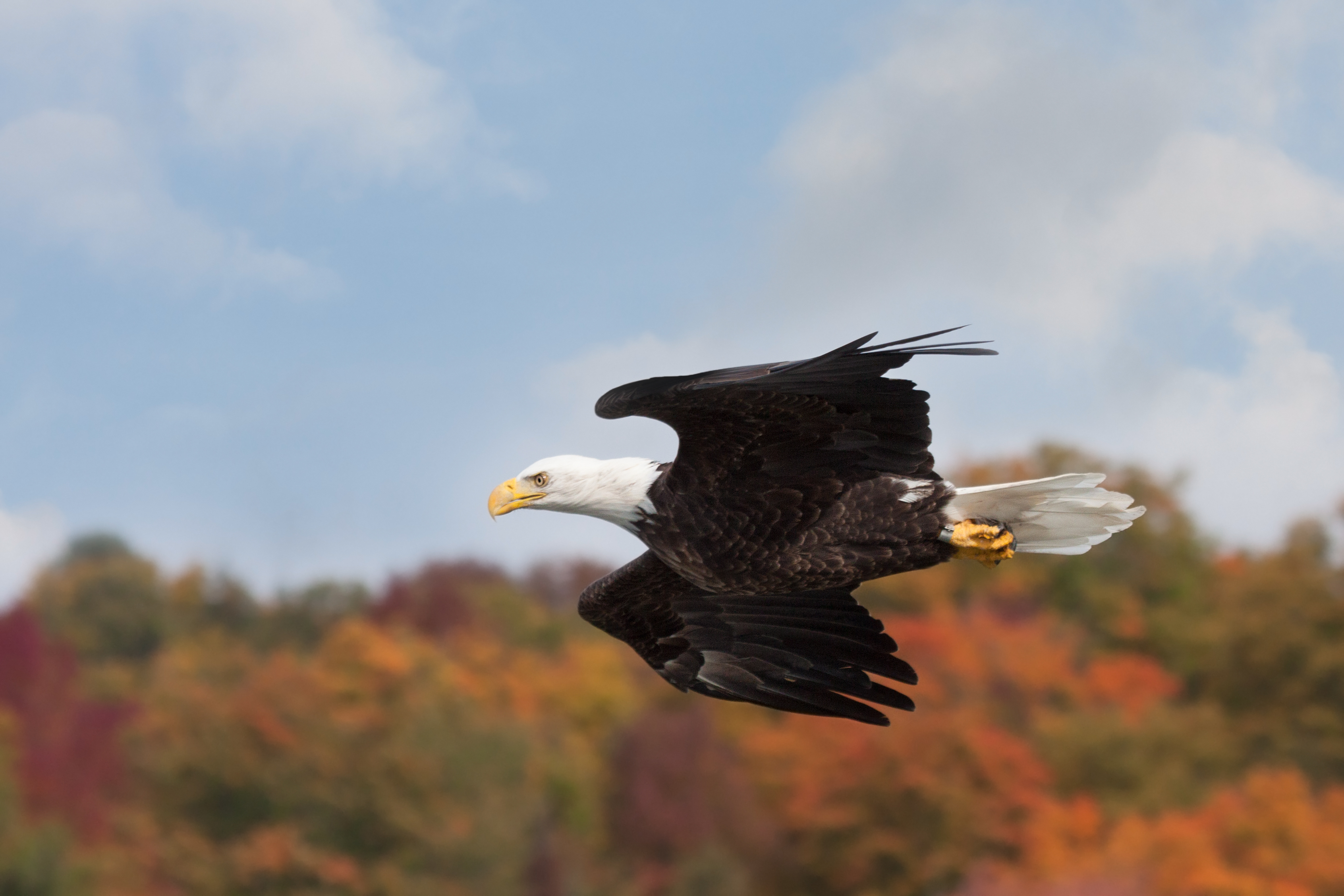 Bald eagle soaring above autumnal trees in a nature preserve
