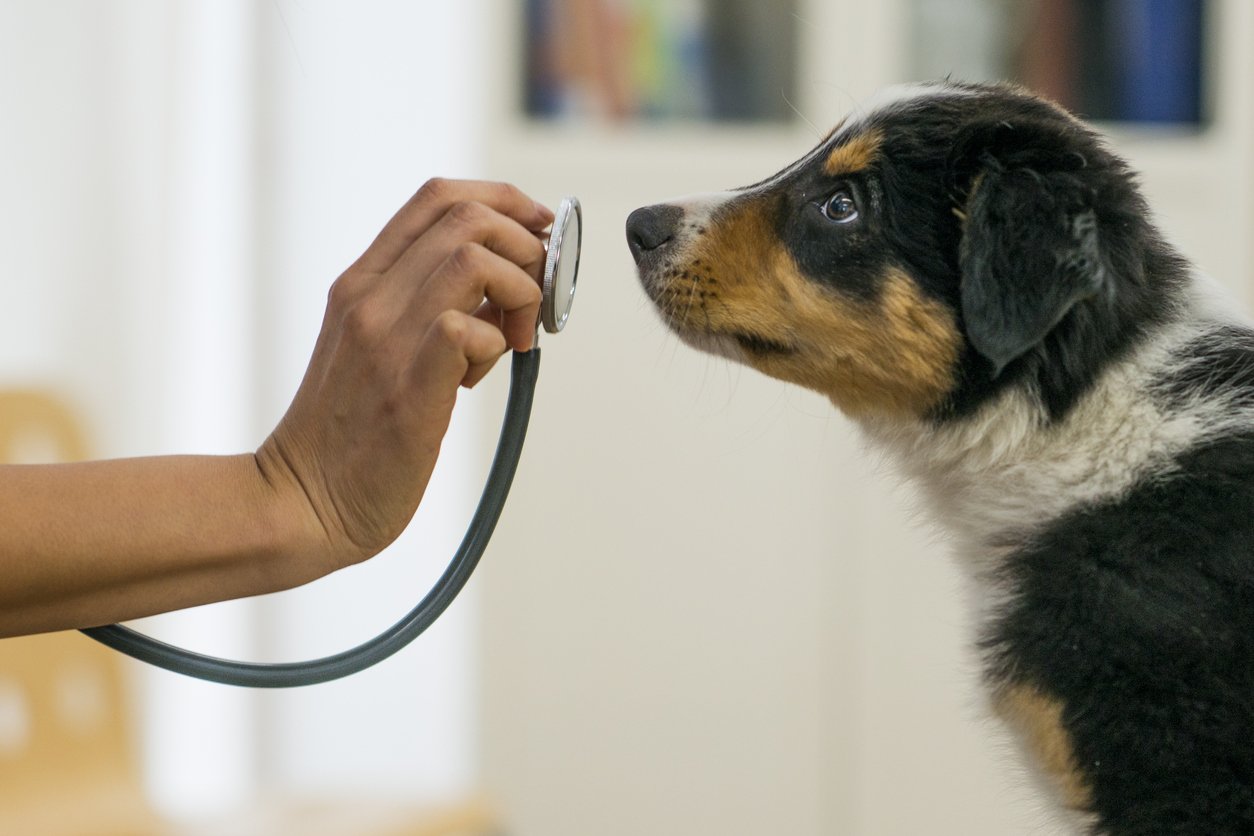 A veterinarian is taking care of a puppy | Pet Care Centers near Lone Tree