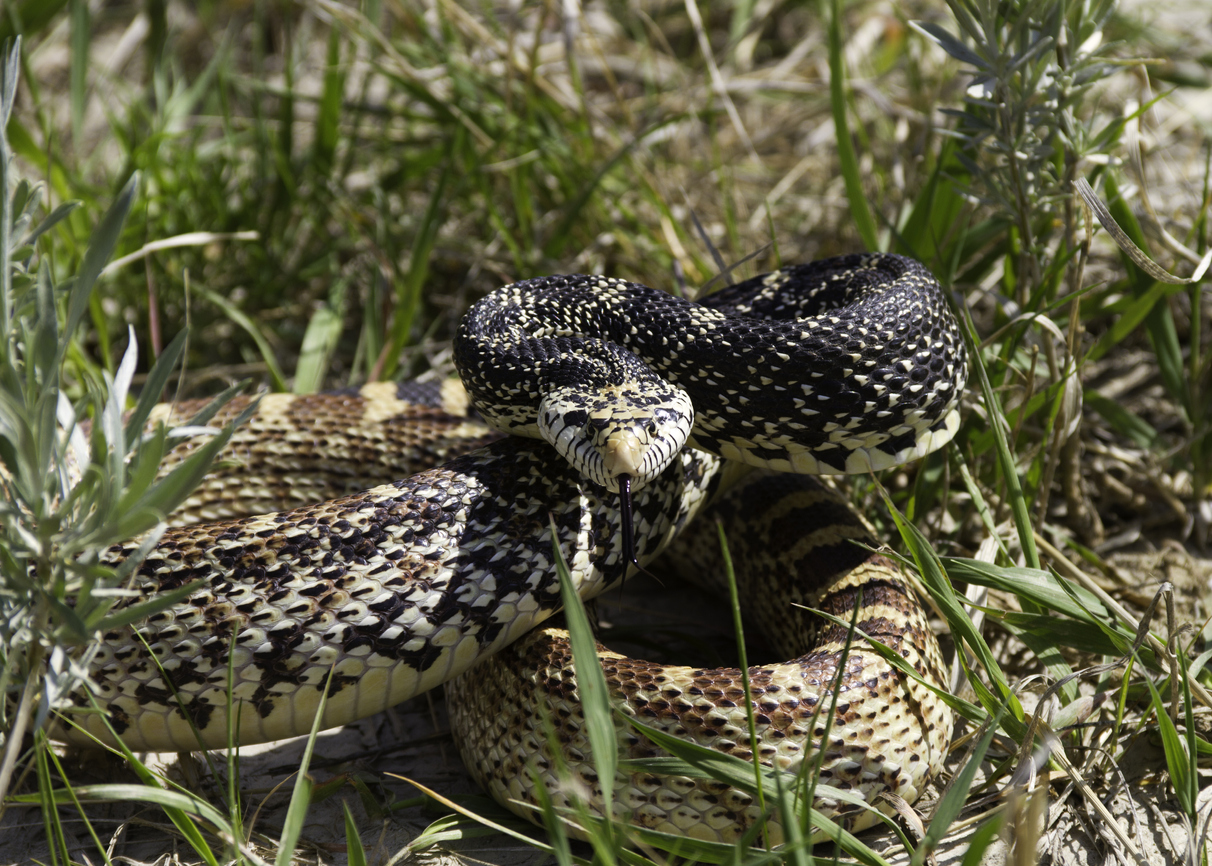 bull snake in the grass | Rocky Mountain Arsenal National Wildlife Refuge Near Lone Tree