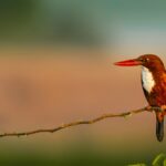 red bird sitting on a branch | bird watching lone tree