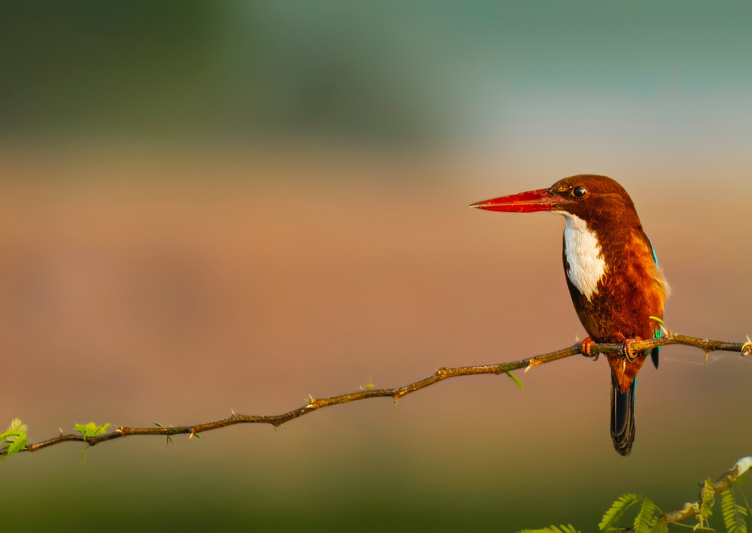 red bird sitting on a branch | bird watching lone tree